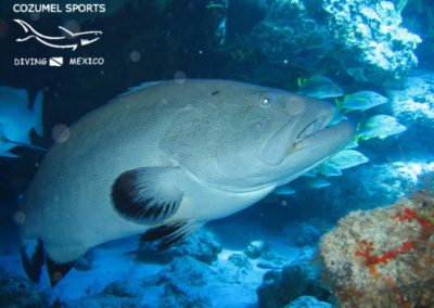 Cozumel Sports amazing grouper