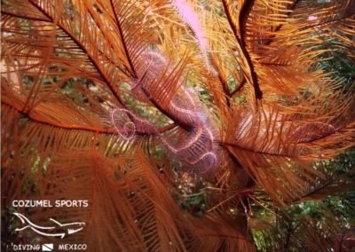 Cozumel Sports black coral