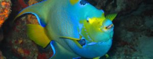 Cozumel Sports certified scuba diving trips