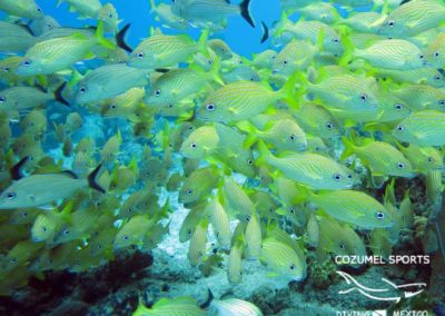 Cozumel Sports grunt fish