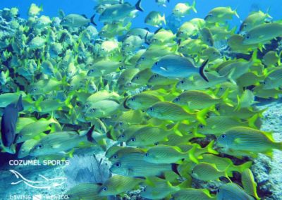 Cozumel Sports grunt school