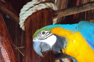 Cozumel Sports parrot