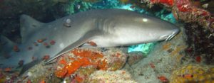 Cozumel Sports scuba nurse shark
