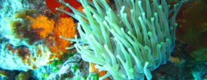 anemone