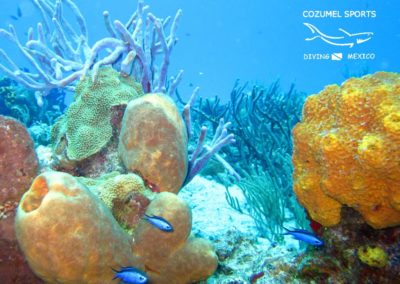 Cozumel Sports Coral Reef
