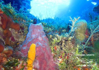 Cozumel Sports Palancar reef