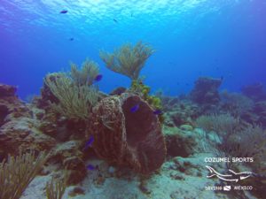 Cozumel Sports diving Mexico