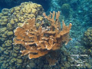 Cozumel Sports hard coral