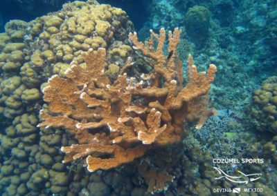 Cozumel Sports hard coral