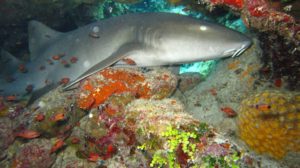 Cozumel Sports scuba nurse shark