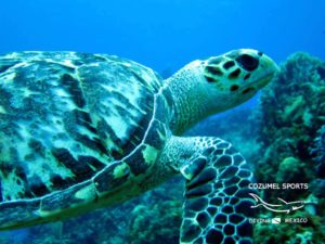 Cozumel Sports turtle palancar
