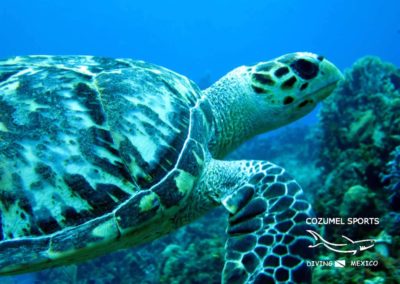 Cozumel Sports turtle palancar