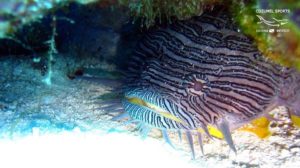 Cozunel Sports Splendid Toad fish