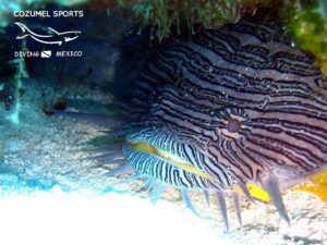 Cozunel Sports Splendid Toad fish