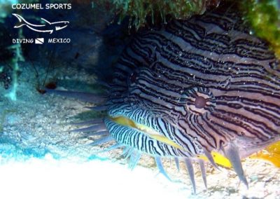 Cozunel Sports Splendid Toad fish